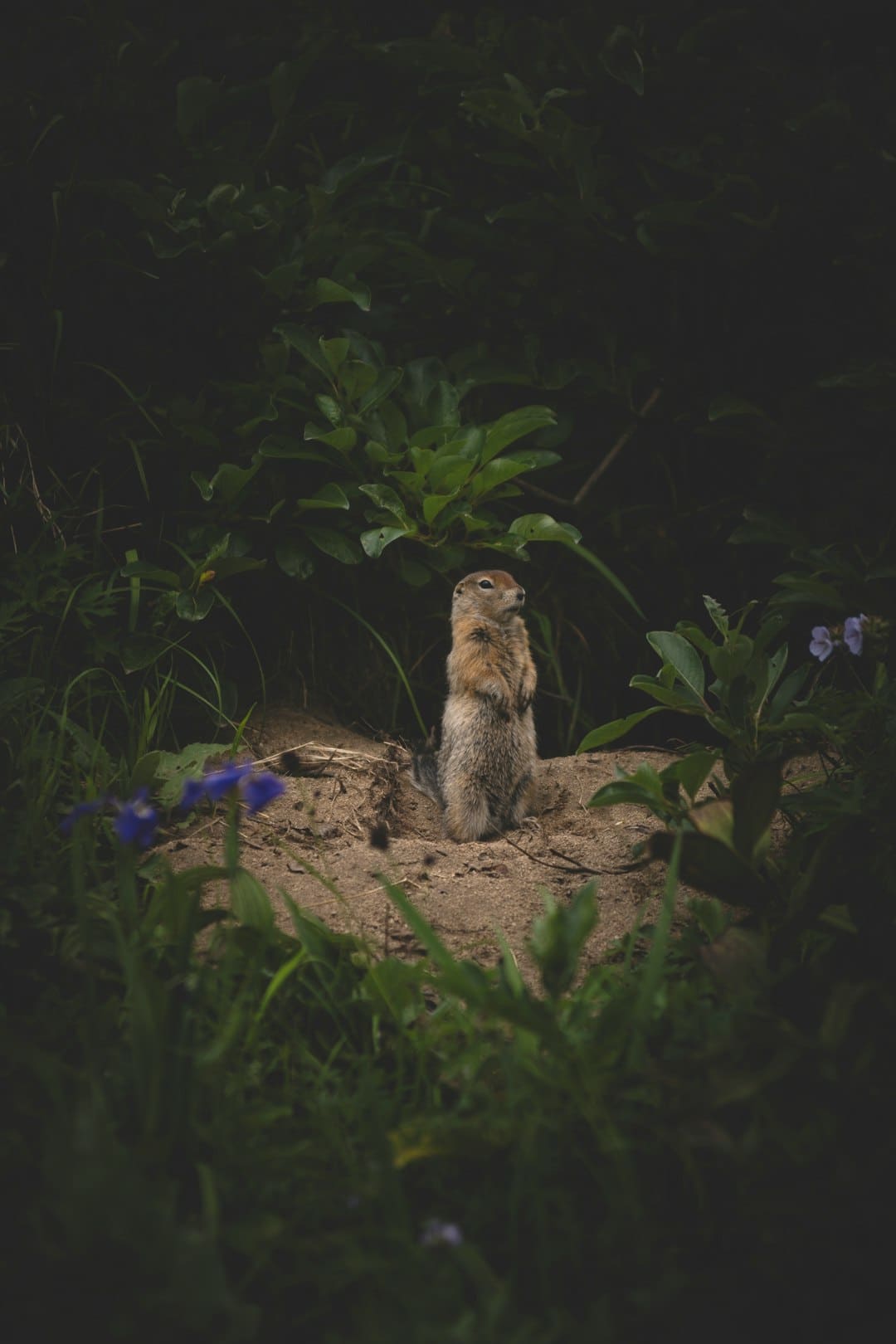 《灼灼韶華》夏元和誰在一起？