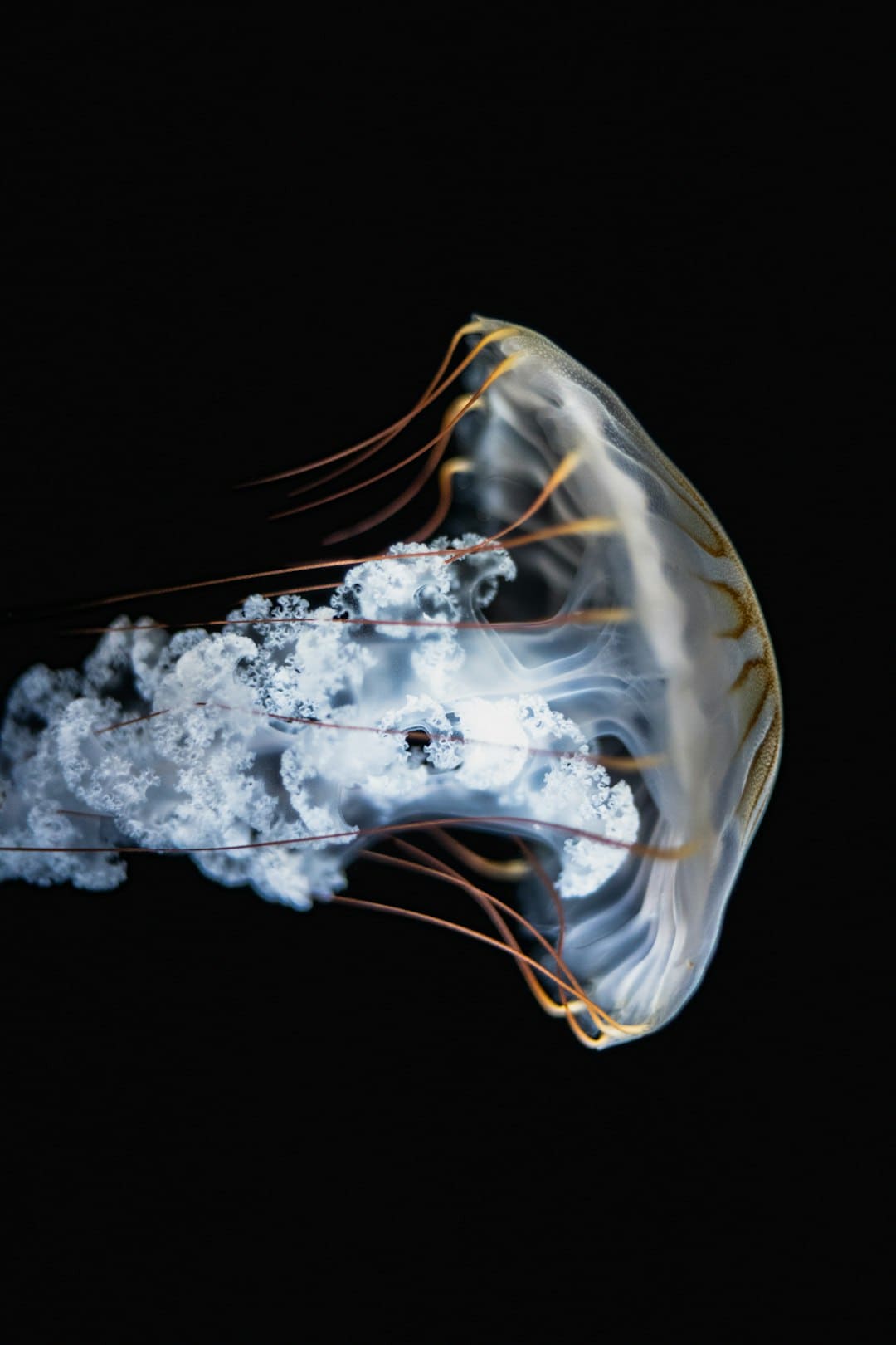 中國選手奪得滑翔傘定點世錦賽團體、個人雙金