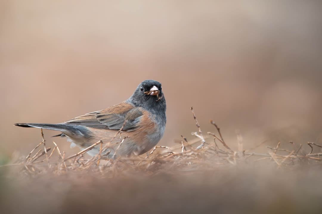 百集短劇金鱗不是池中物 開機(jī)典禮圓滿成功