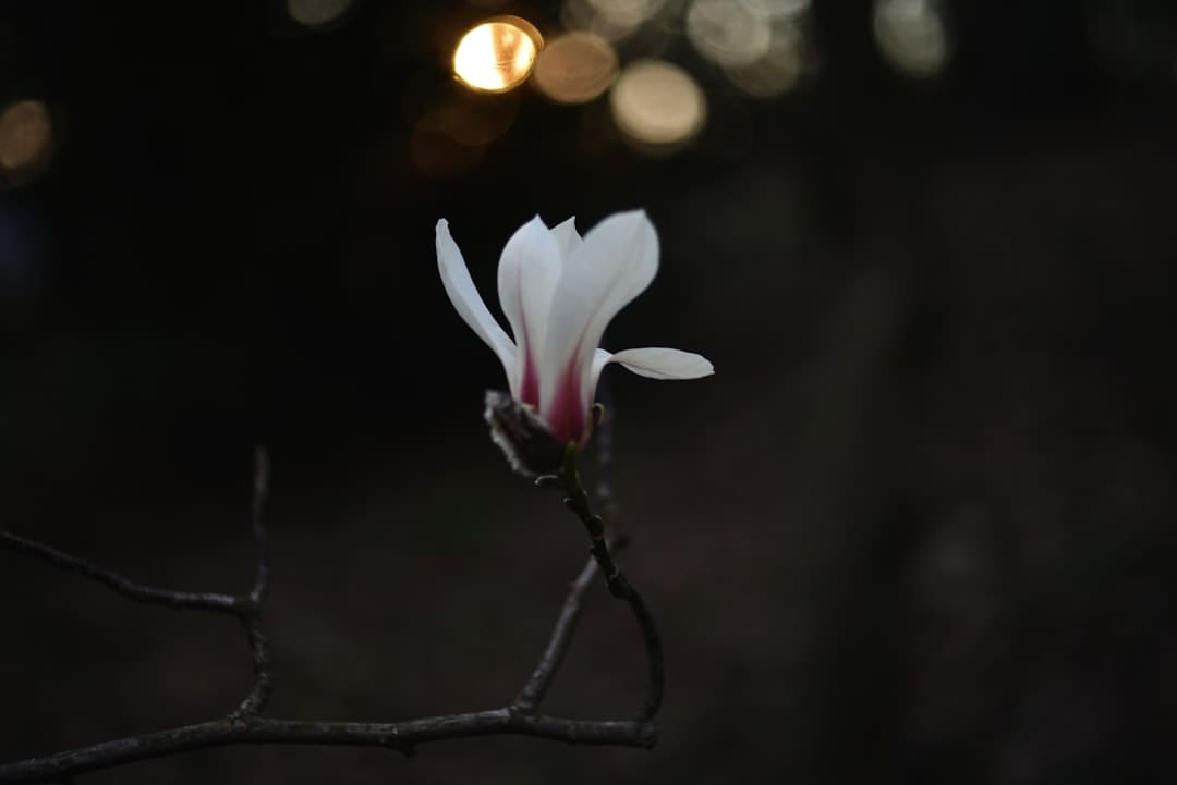 網(wǎng)易號(hào)平臺(tái)每日辟謠公告（十一月一日）