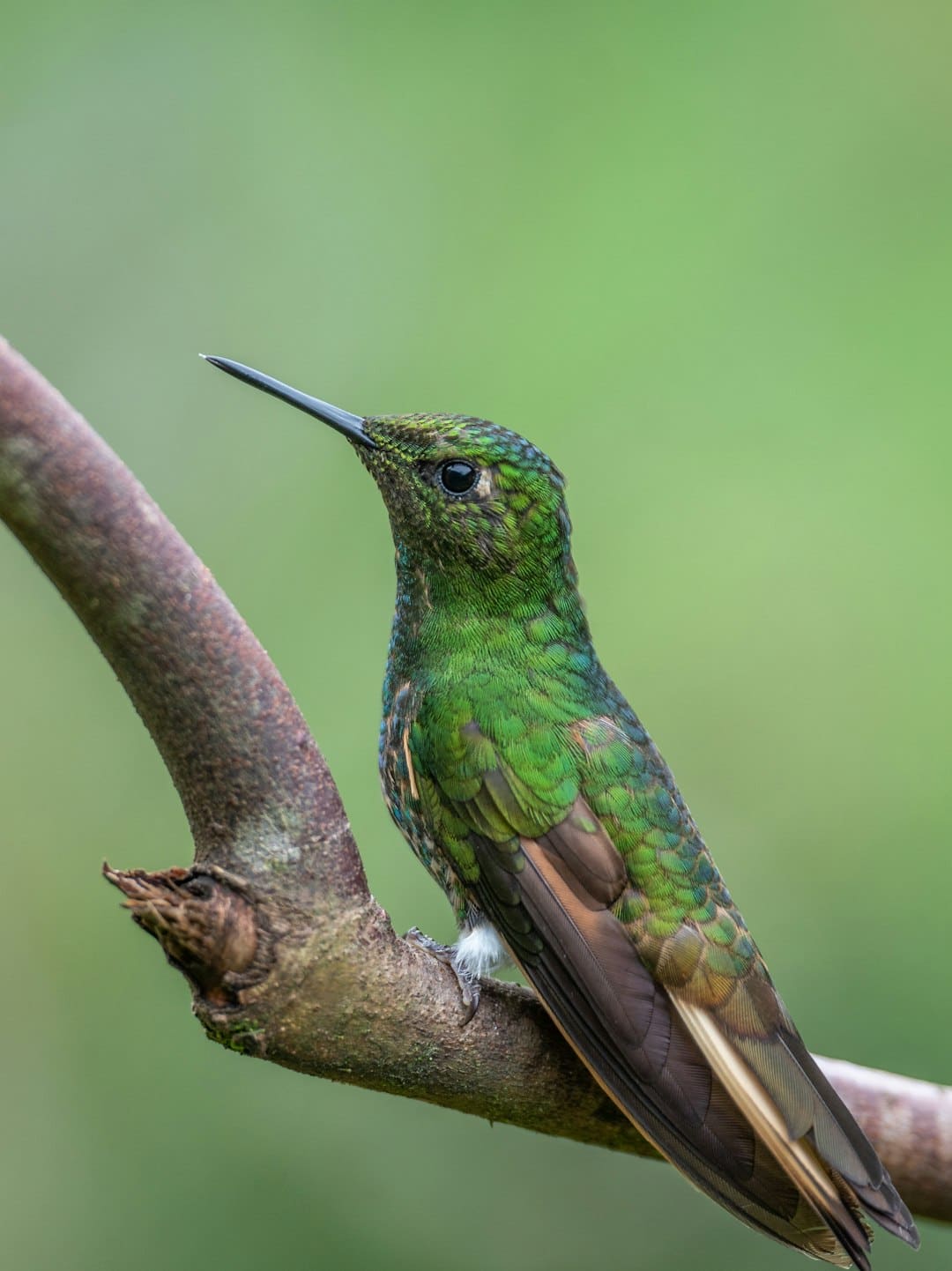 那英談自己為何參與《花少7》：是特別可貴的時(shí)機(jī)