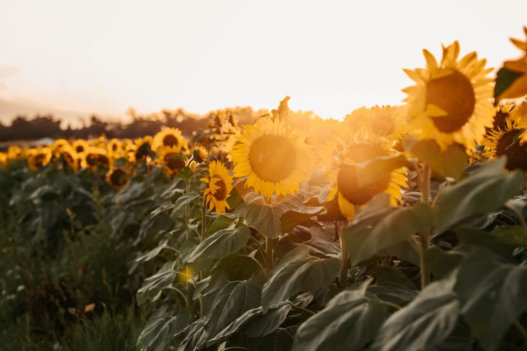 白酒行業(yè)三季度持續(xù)承壓：多家上市公司利潤下滑 多品牌陷“倒掛”困局