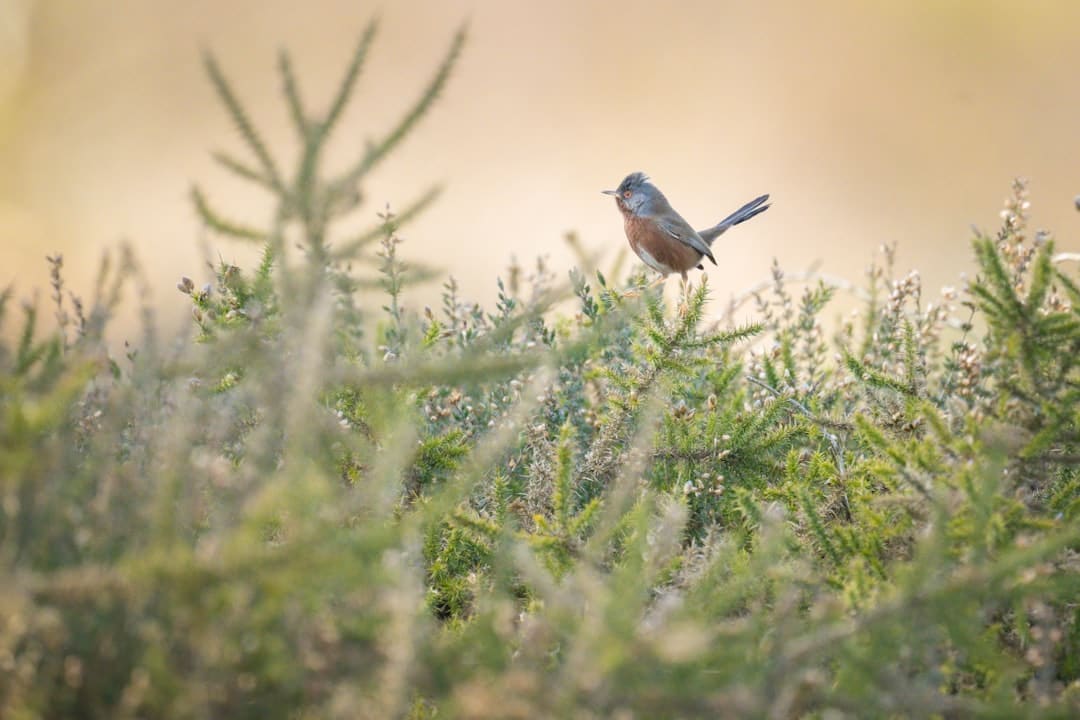網(wǎng)傳某律所合伙人帶小三產(chǎn)檢被抓，正妻質(zhì)問：叫你妹妹還是姐姐？懷上沒？